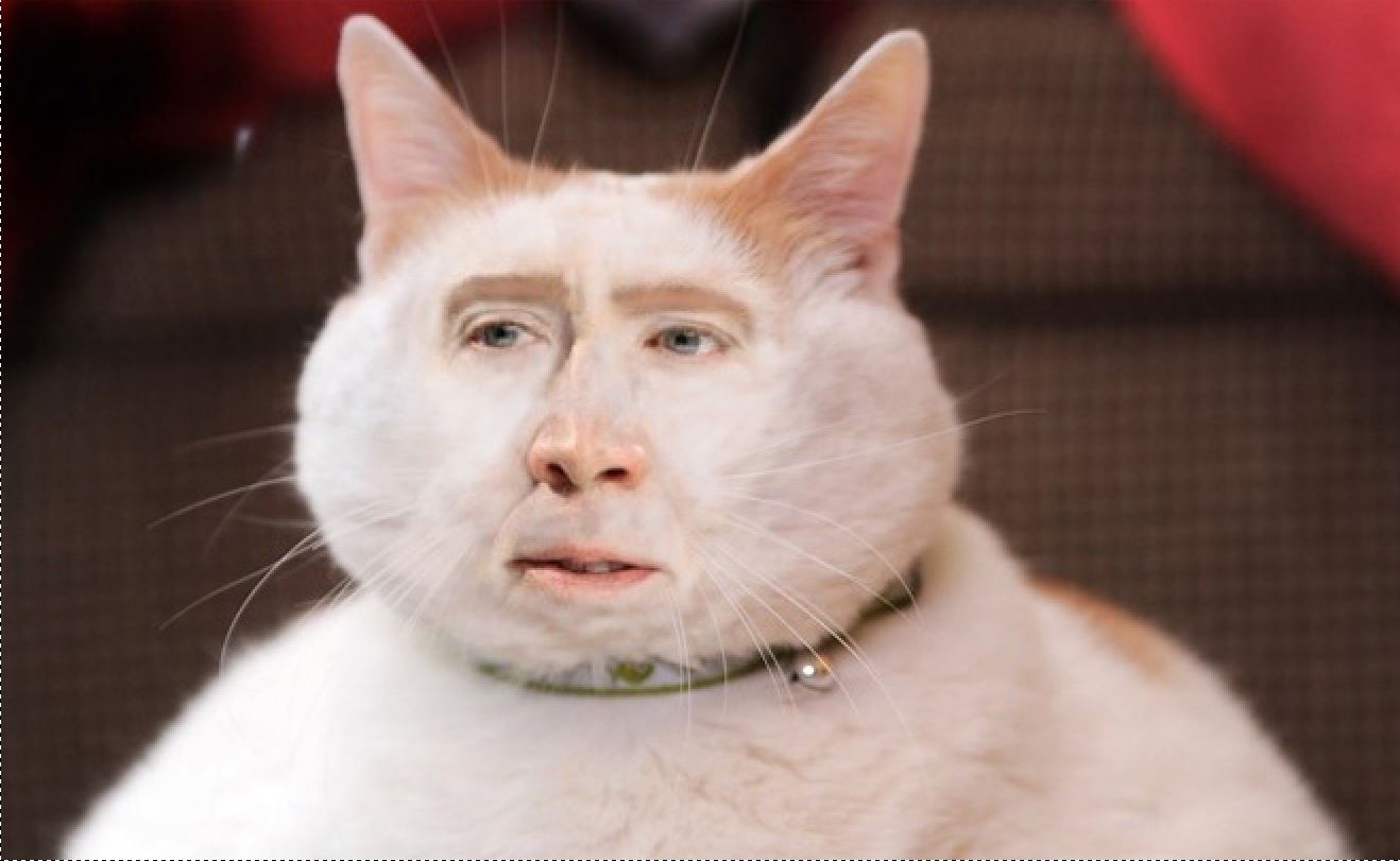 Cats With Nicolas Cage's Face