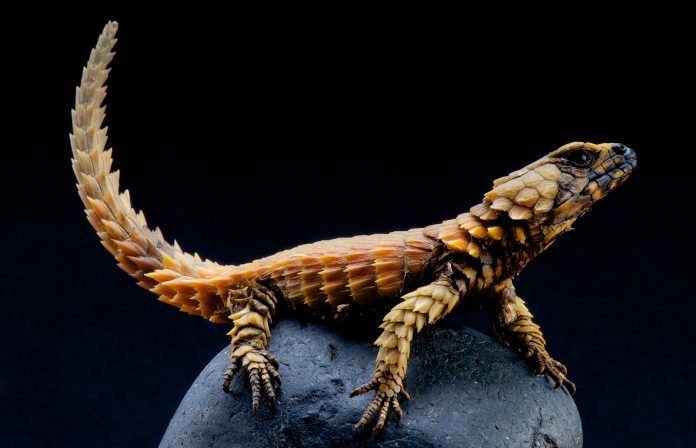 dragon armadillo lizard for sale