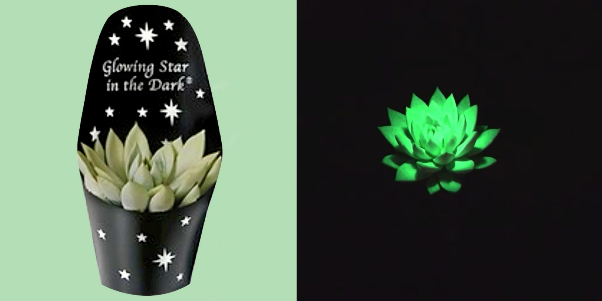 Light Up the Night with Glow-in-the-Dark Succulents