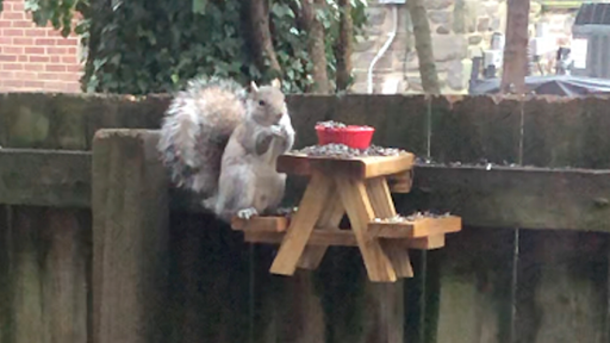 squirrel play wooden tabletop kitchen