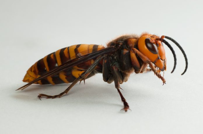 male murder wasp