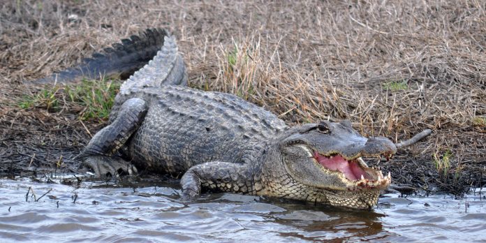 American_Alligator_Alligator_mississippiensis_Chambers_Co._Texas._photo_W._L._Farr-696x348.jpg