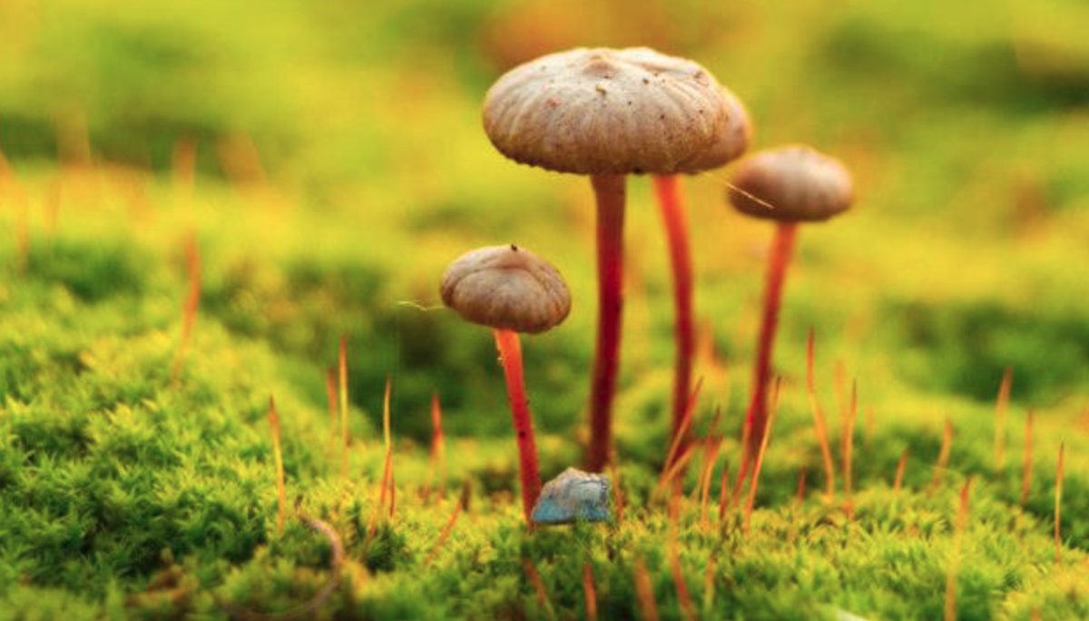 Fungus Found Near Chernobyl Being Used by NASA to Block Radiation