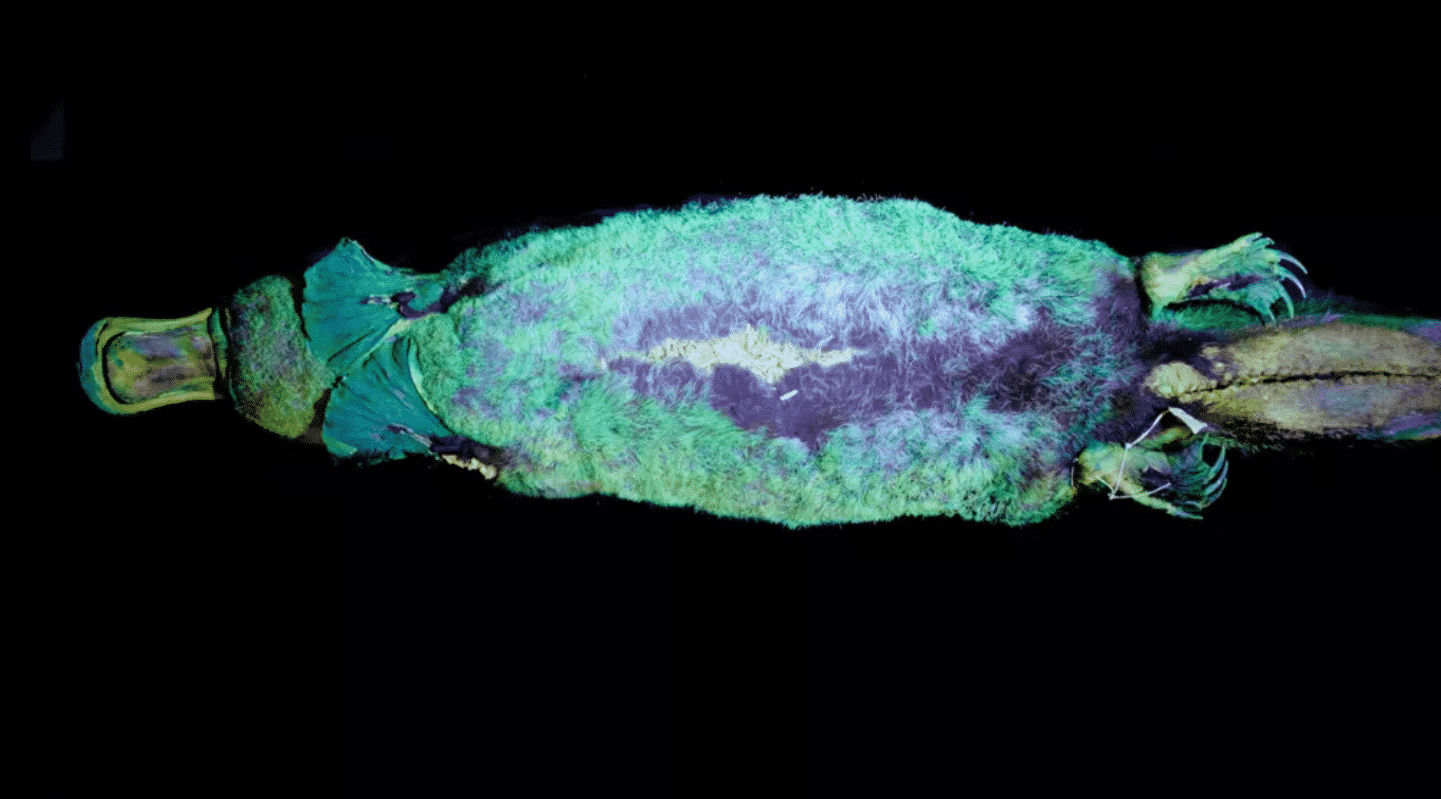 Did You Know Platypus Glow Under Ultraviolet Light