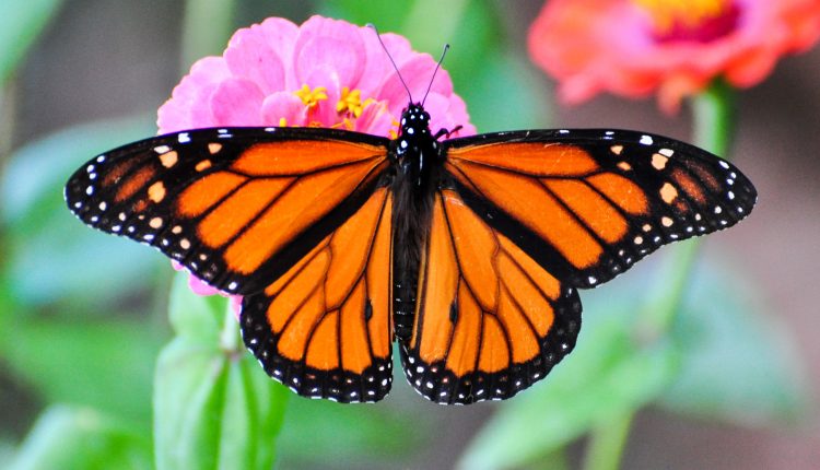 Monarch Butterfly