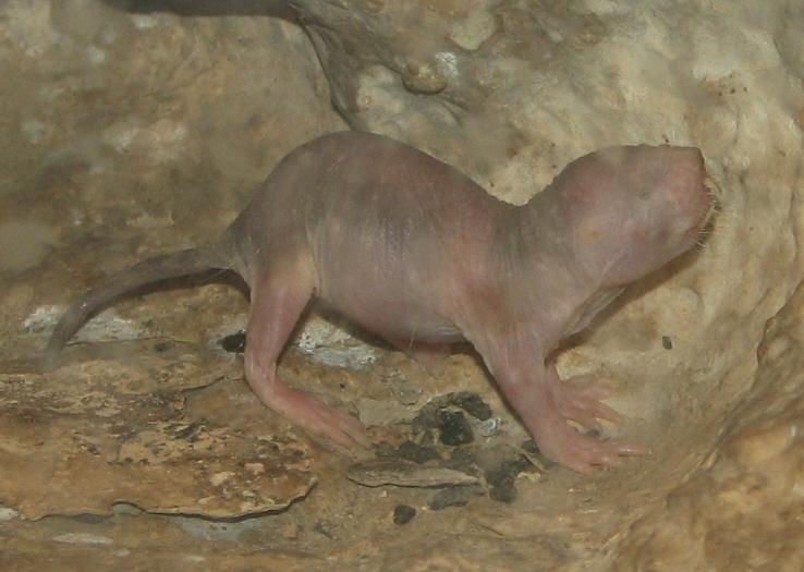 Scientists Find That Naked Mole Rats Speak In Different Dialects