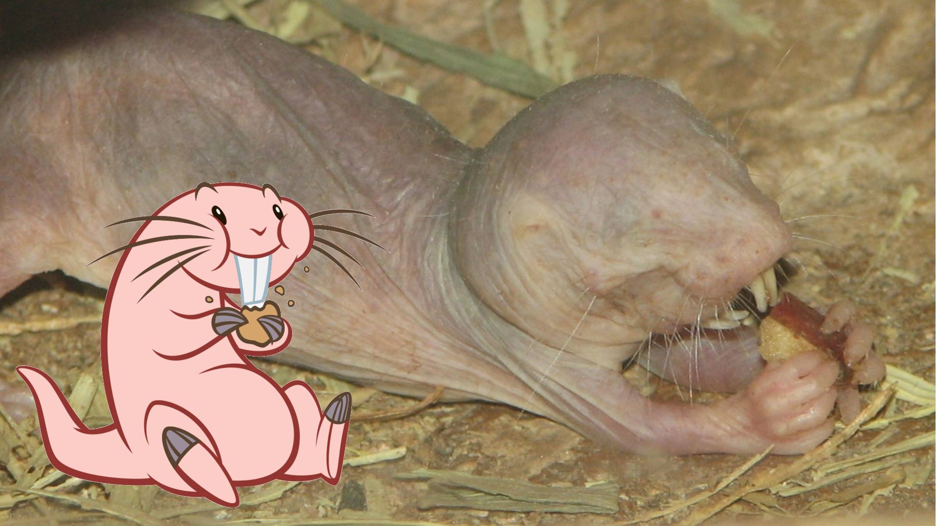 Scientists Find that Naked Mole Rats Speak in Different Dialects