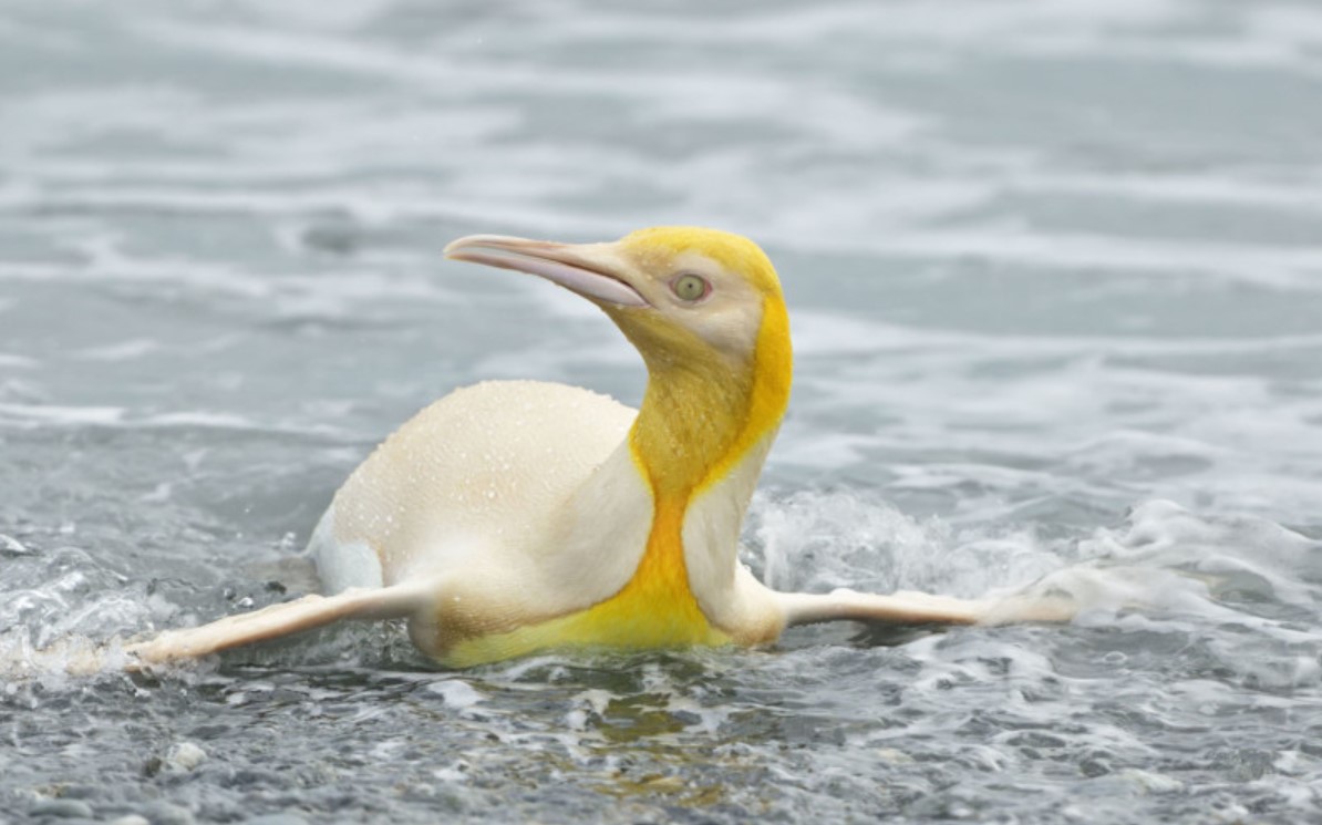 Rare Yellow King Penguin Captured By Camera