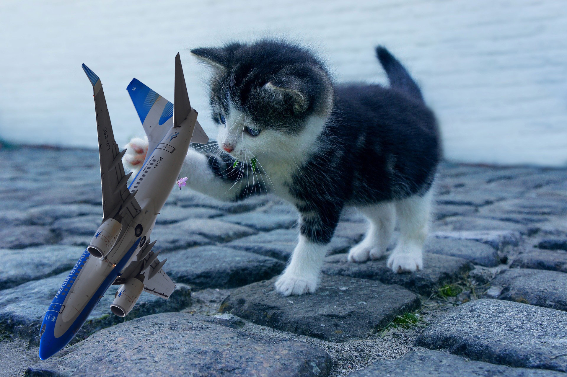 737-flight-turned-around-after-angry-cat-attacks-pilot