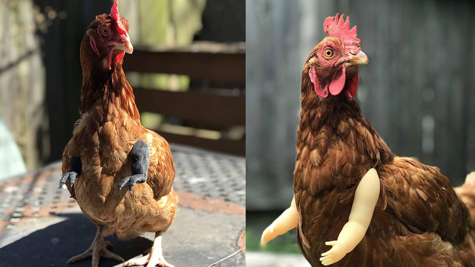 trex arms for chickens