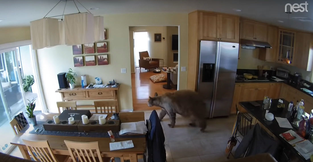 Two Tiny Dogs Chase Bear Out of Their California Home