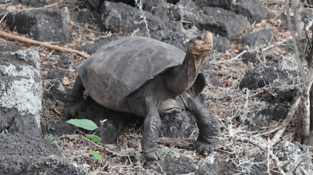 'Extinct' Galapagos Tortoise Has One Surviving Member