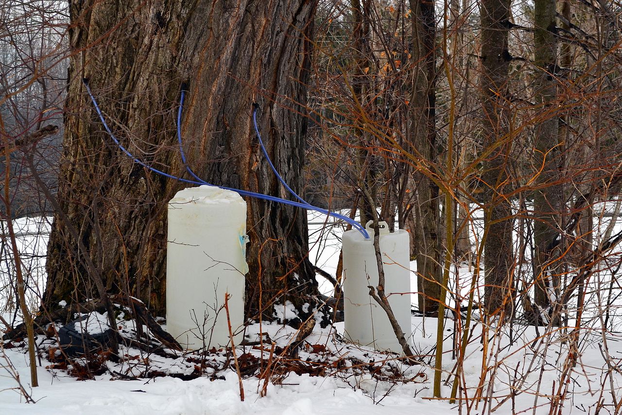 Canada Opens Maple Syrup Reserve as Demand Increases