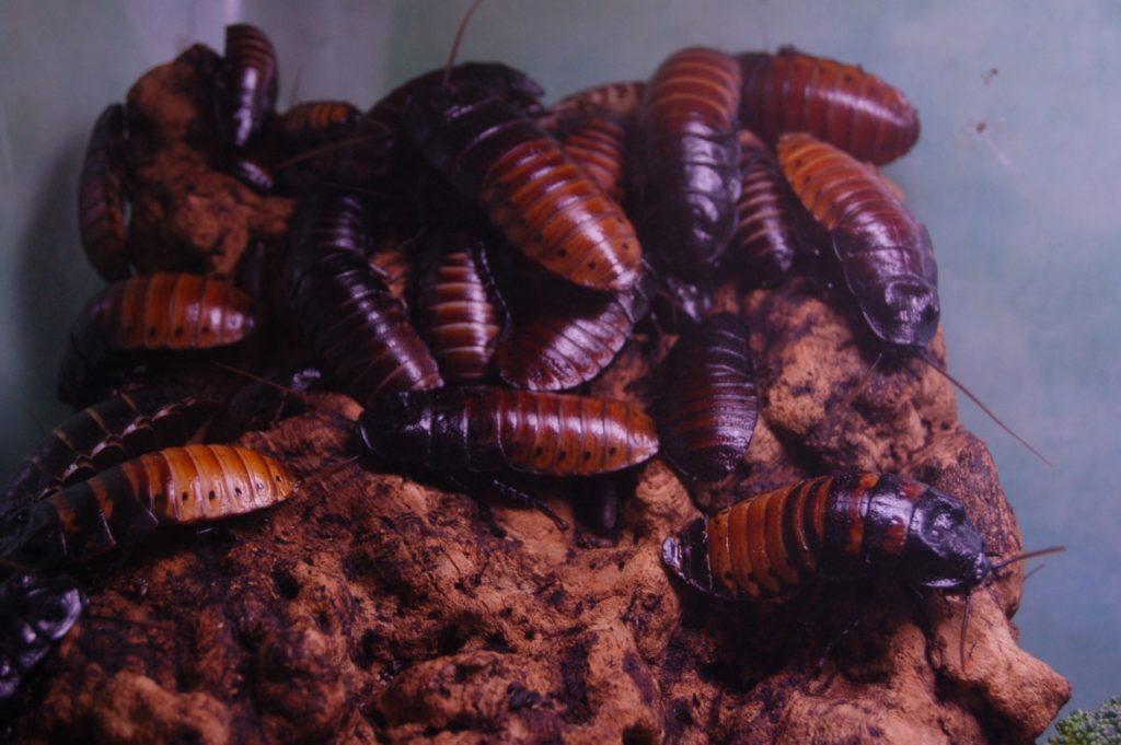 cockroaches 
