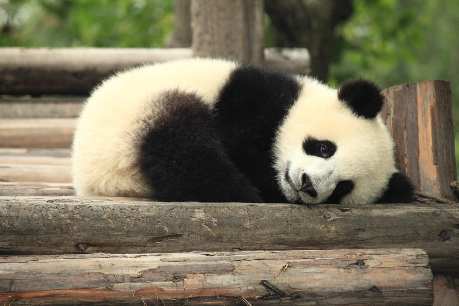 Panda napping