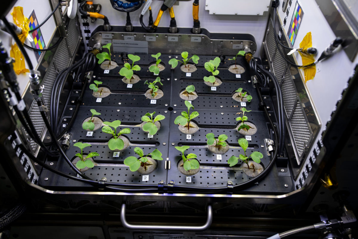 Biotechnological Development or How to Grow Plants in Space