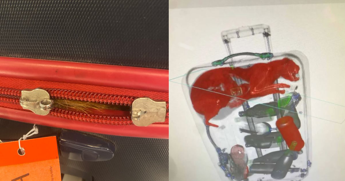 TSA Agent Finds Live Cat in Suitcase at JFK Airport