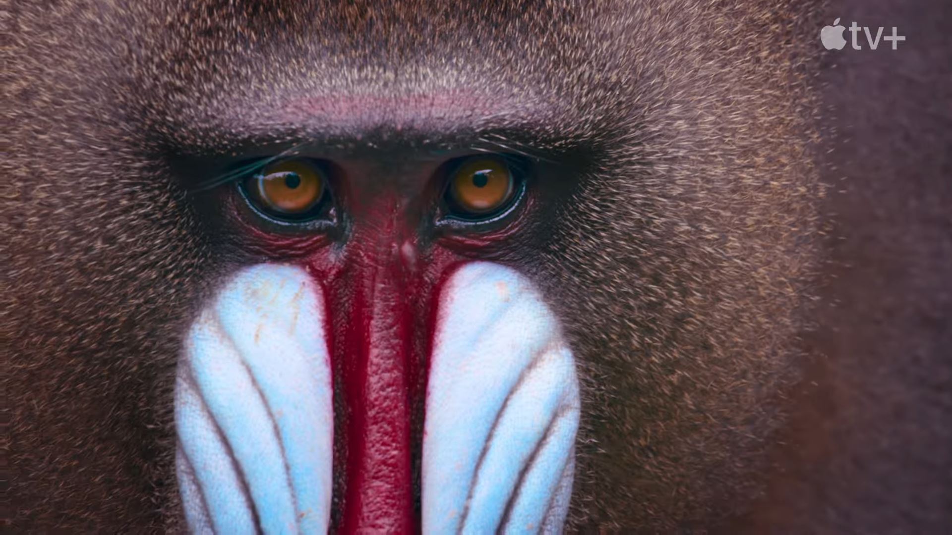 Tom Hiddleston to Narrate Apple TV+'s "Big Beasts" [Trailer]