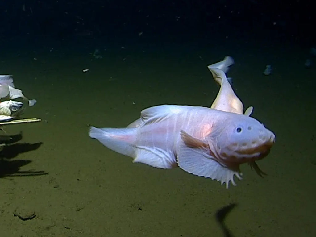 Snailfish at 8,336 meters