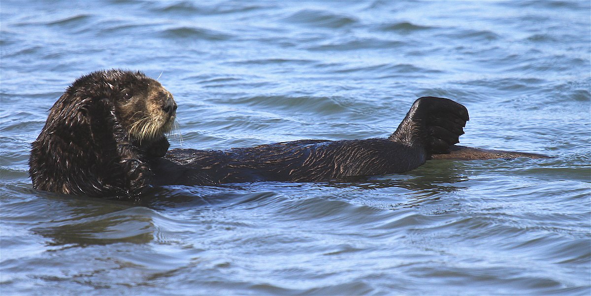 Rare River Otter Attack Injures 3 Women