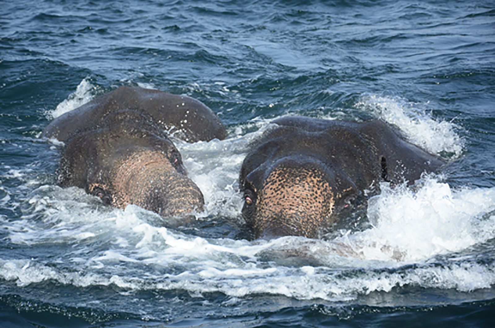 Navy Makes Surprise Jumbo-Sized Find in Ocean