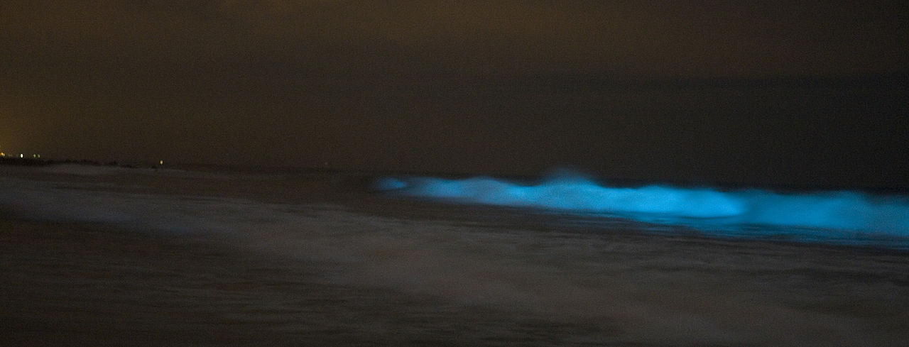 Bioluminescence returns to Southern California