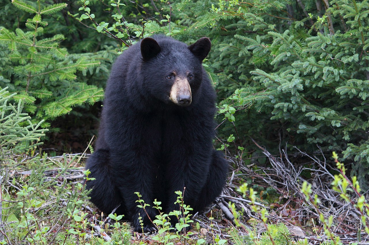 3-Legged Florida Bear Breaks Into Home, Drinks White Claws