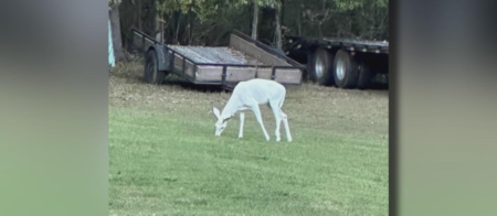 Albino in Spring Hill, Tennessee