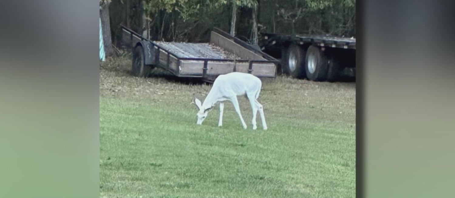 Rare Albino Deer Spotted for Second Time