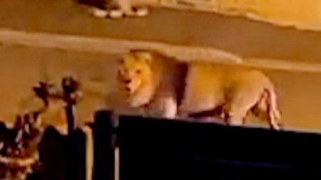 Escaped circus lion in Italy