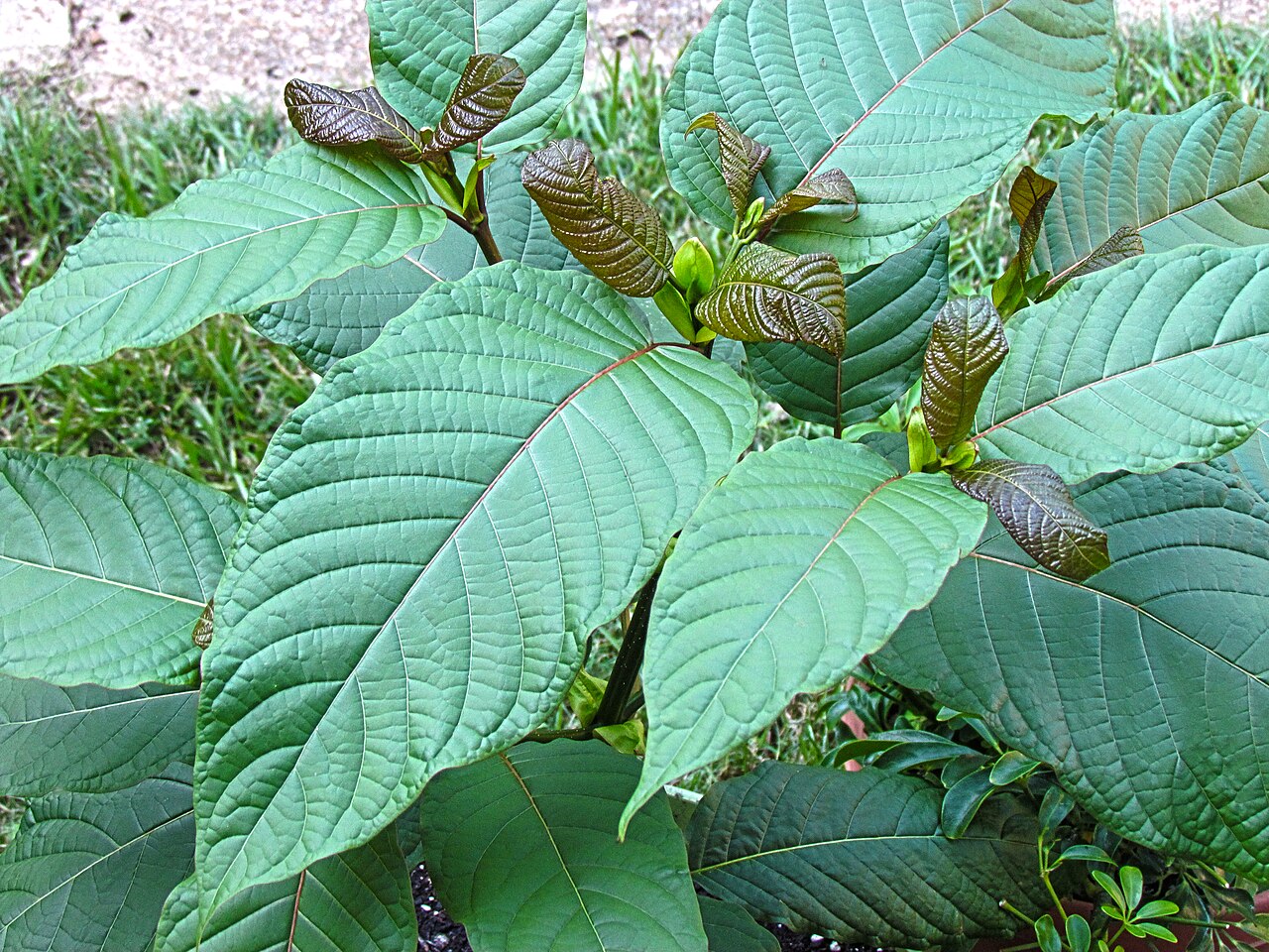 How Does Kratom Compare to Coffee? Understanding the Similarities