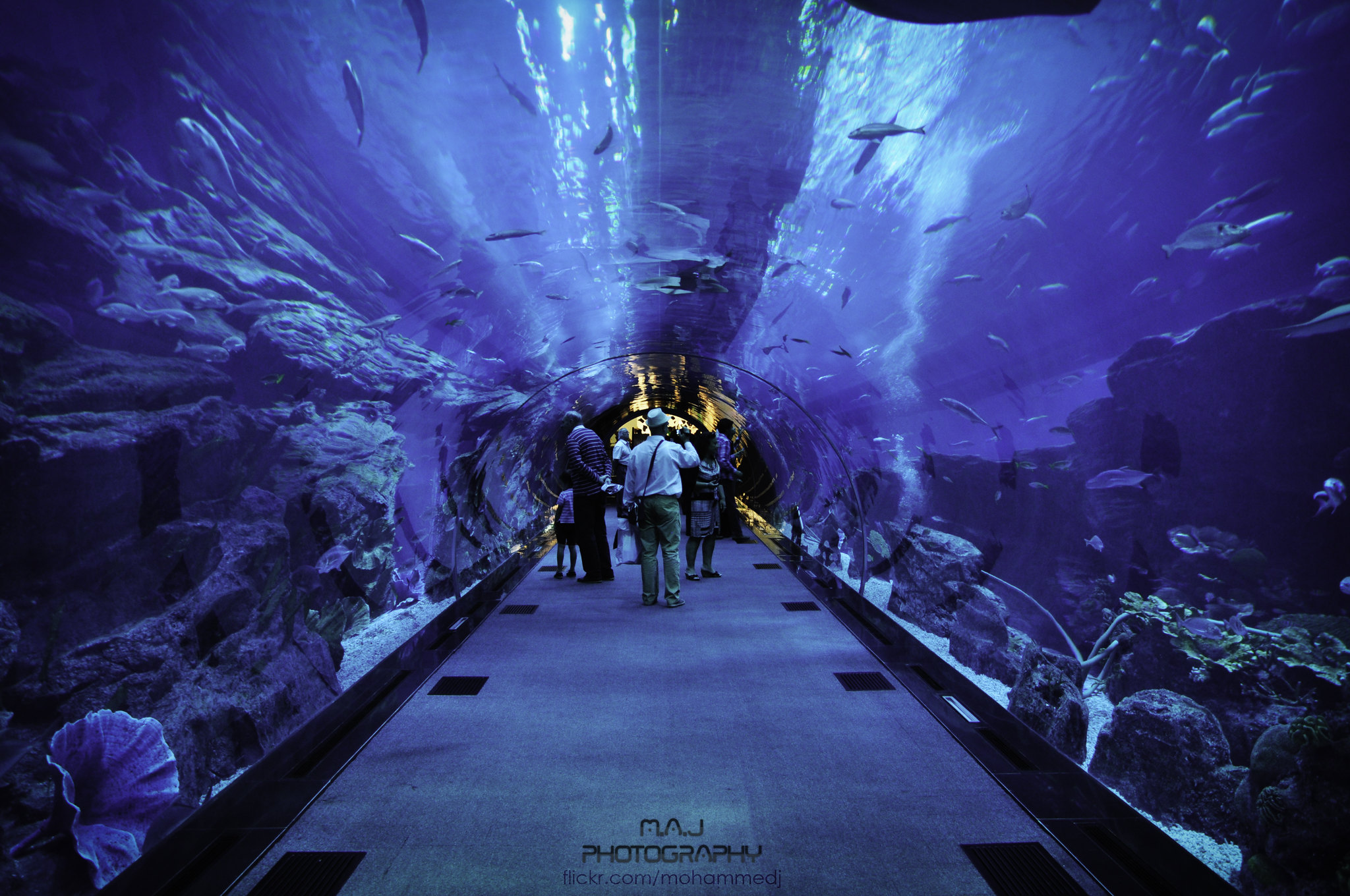 Discover the Top Dubai Aquarium Deals for a Memorable Adventure