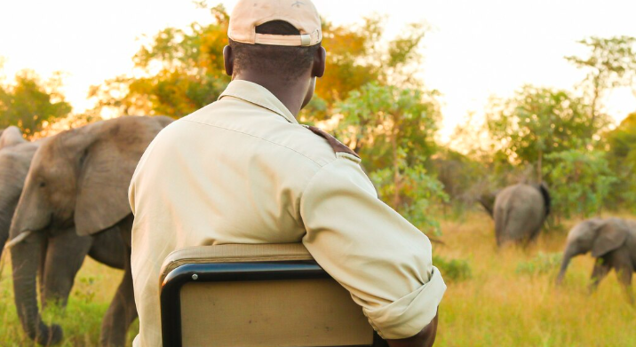 Planning Your South African Luxury Safari Holiday Loop: From CT to JHB