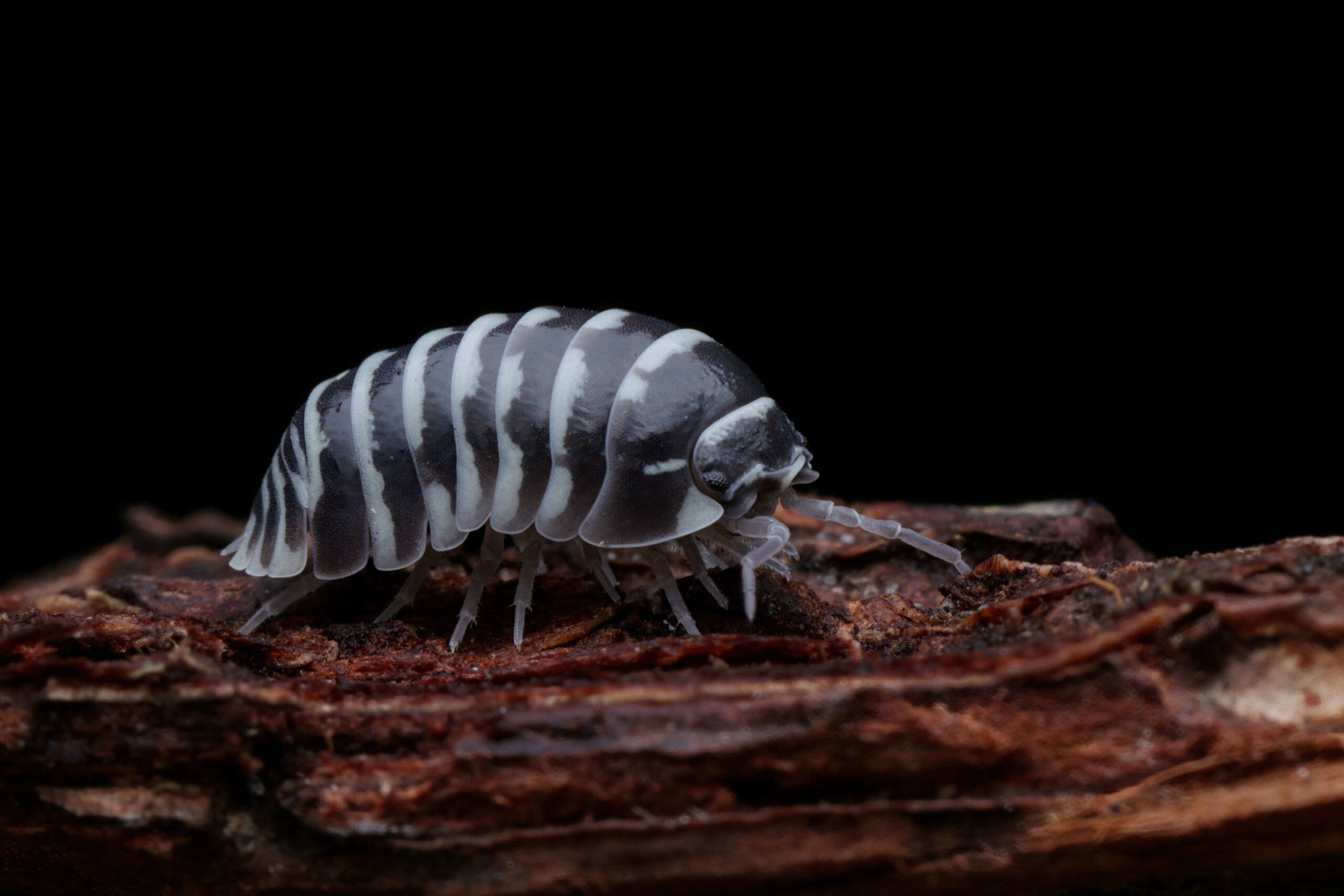 Light Pollution Is Creating Deadly “Death Spirals” for Tiny Creatures
