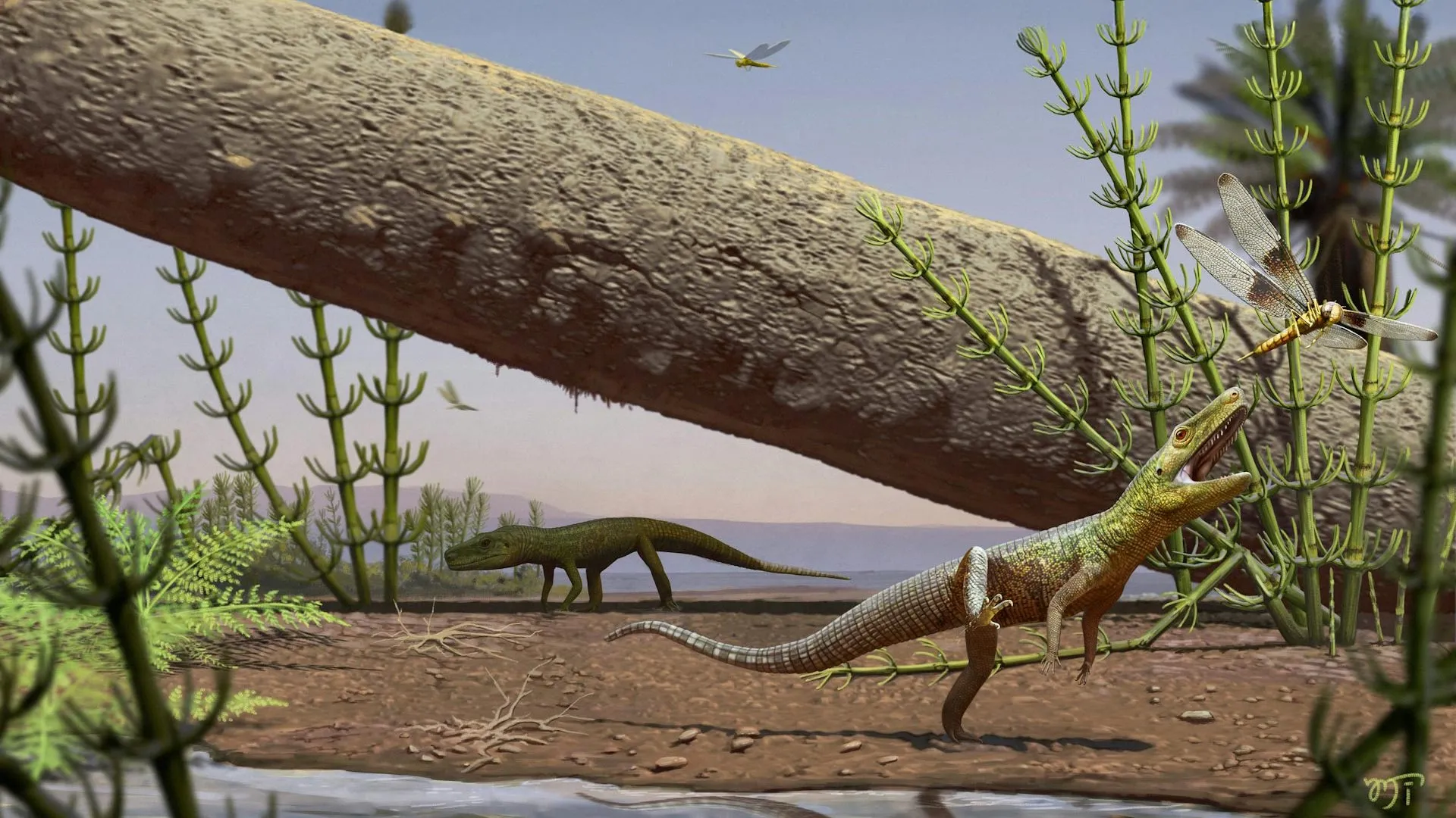240-Million-Year-Old Reptile Fossil in Brazil Dates Back to Before the Dinosaurs