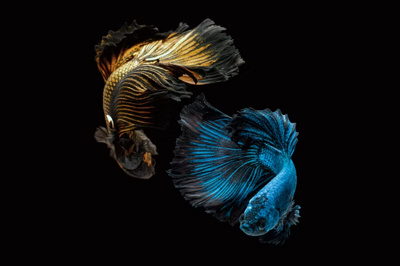Exploring the Vibrant World of Female Koi Betta Fish