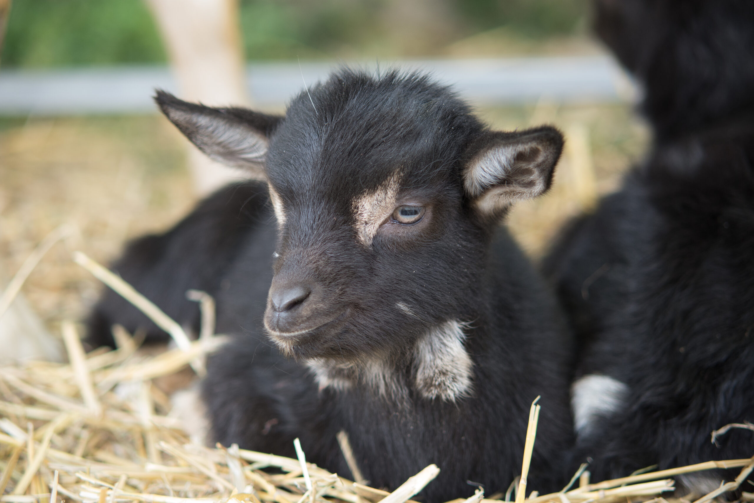 Petting Zoo Rabies Exposure May Have Affected More Than 200 People